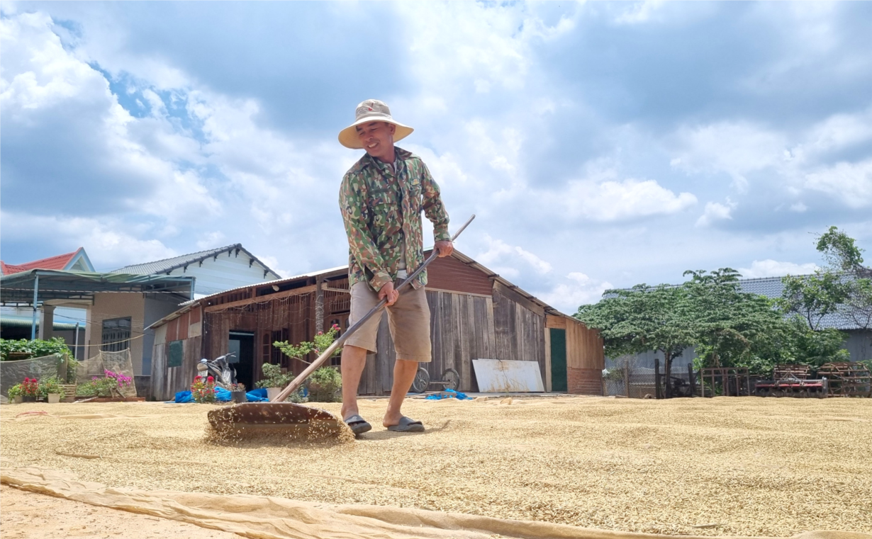 Lúa được mùa, được giá, nông dân Đắk Lắk phấn khởi đón “mùa vàng” (14/05/2024)